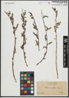 Foto von Salix rigida Muhl.